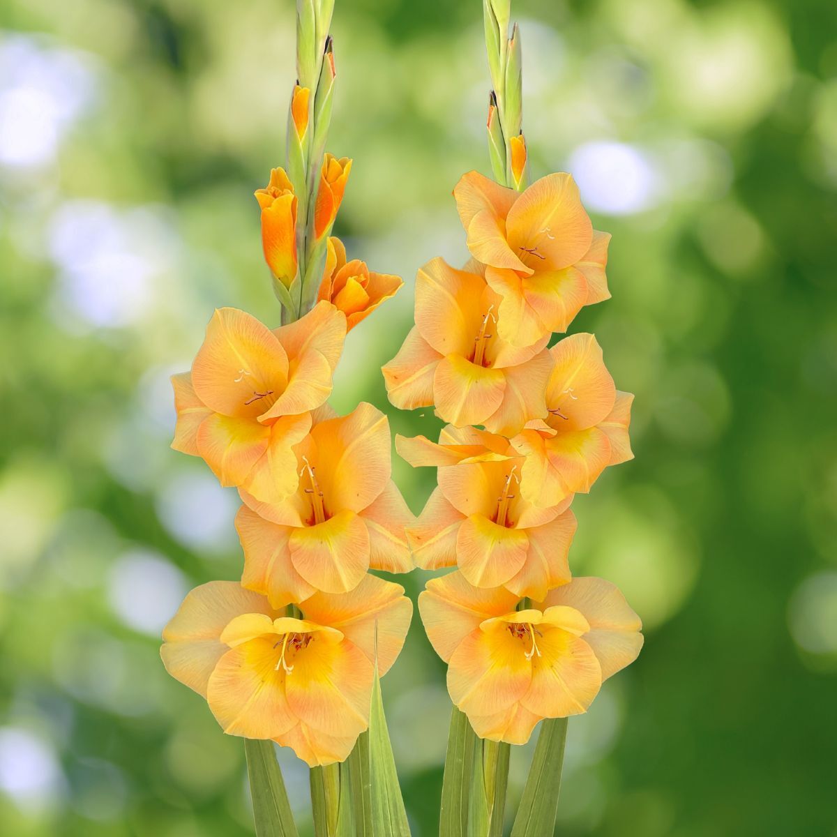 Gladiolus- Peche Melba